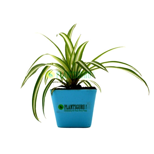 Spider Plant in Blue square pot