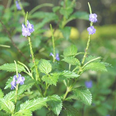 Stachytarpheta Indica Plant