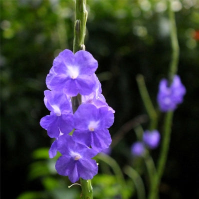 Stachytarpheta Indica Plant