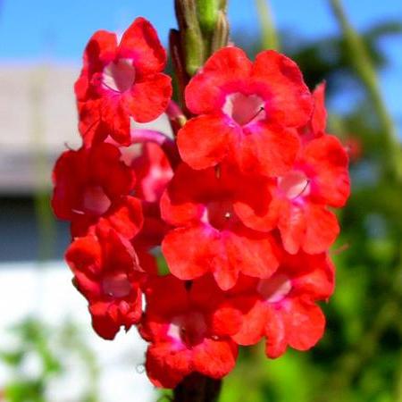 Stachytarpheta Mutabilis Plant