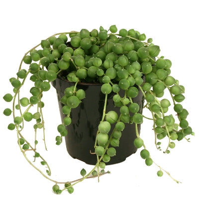 Senecio rowleyanus, String of Pearls succulent plant