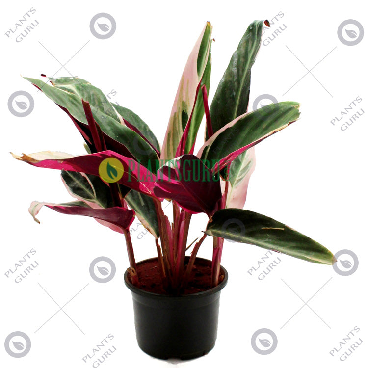 Marantha Triostar - Maranta, Calathea Triostar, Stromanthe Sanguinea