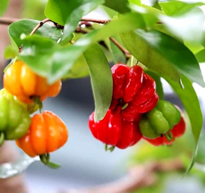 Surinam Cherry Plant - Eugenia Uniflora