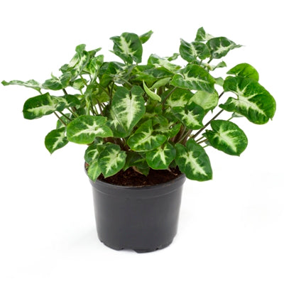 Syngonium Green - Arrowhead Vine, Arrowhead Plant, Syngonium podophyllum