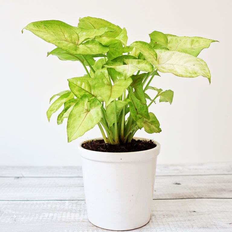 Syngonium Lemon with Round Ceramic Pot