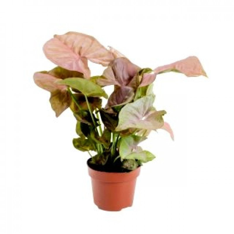 Syngonium Plants Pack of 3