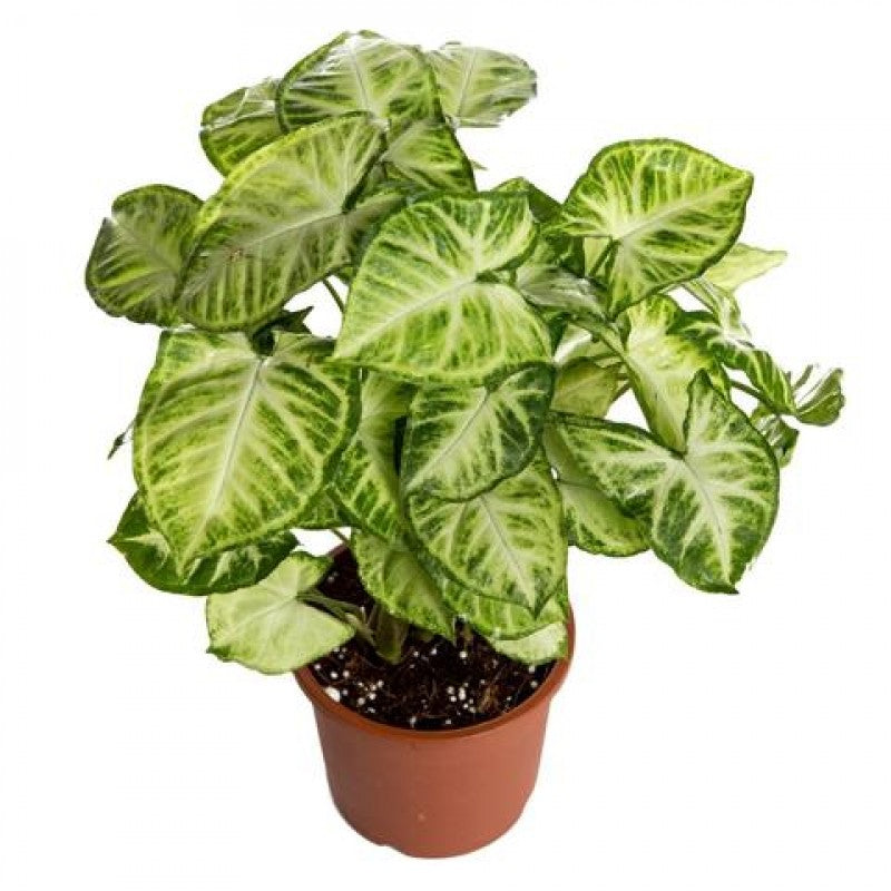 Syngonium Plants Pack of 3