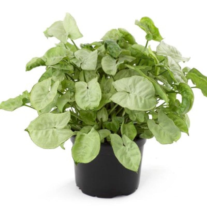 Syngonium Plants Pack of 3