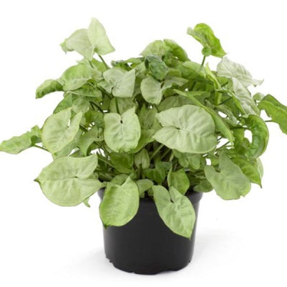 Syngonium Plants Pack of 4