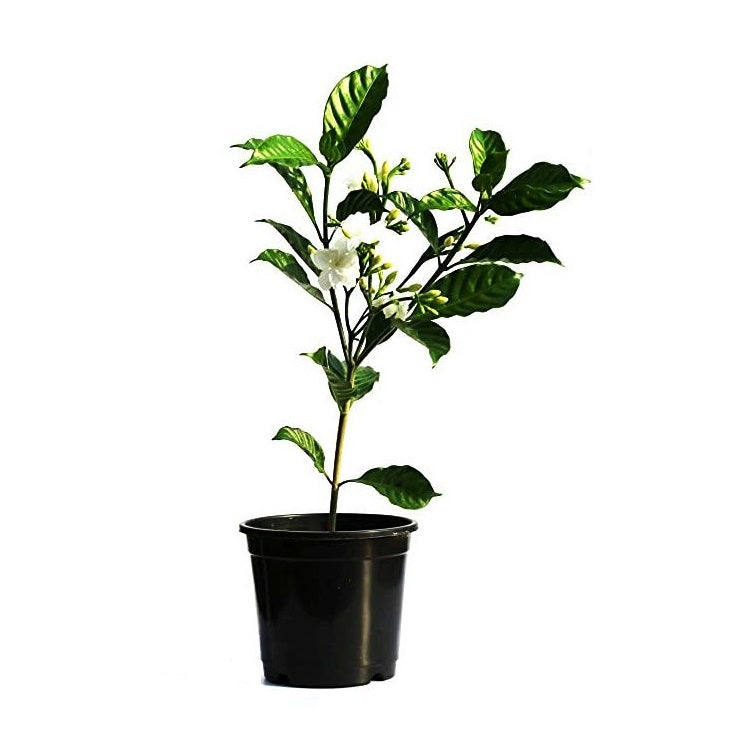 Buy Tagar Double Plant - Chandani plant online at best price