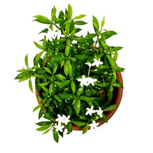 Tagar Regular Buy Tagar Mini Plant - Crape Jasmine, Chandani plant online at best price