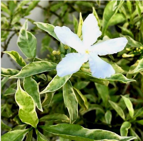 Buy Tagar Variegated Plant - Chandani plant online at best price