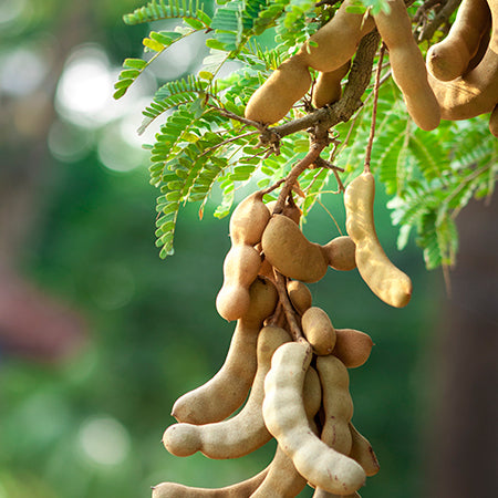 Imli Plant Grafted - Tamarind, Tamarindus indica