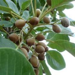 Terminalia Bellirica-Beheda Plant