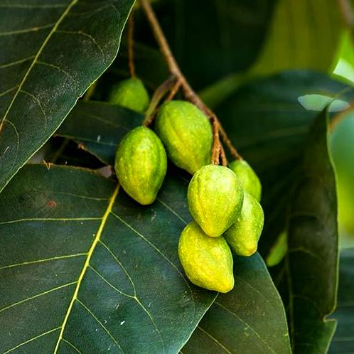 Haritaki Plant - Terminalia Chebula, Harar, Harra, Harad