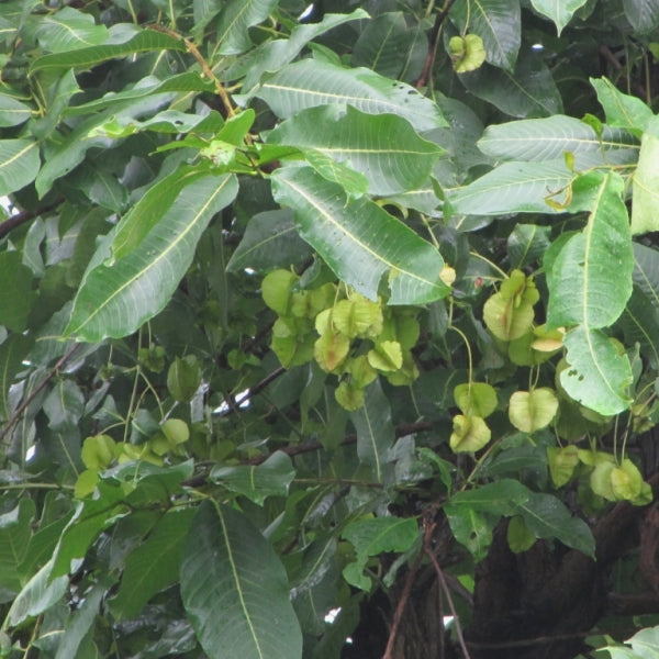 Terminalia Tomentosa, Asan - Seeds (1Kg)