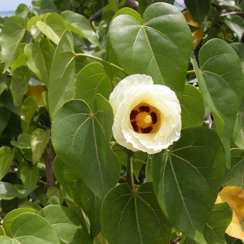 Thespesia Populnea - Portia Tree, Indian Tulip Tree