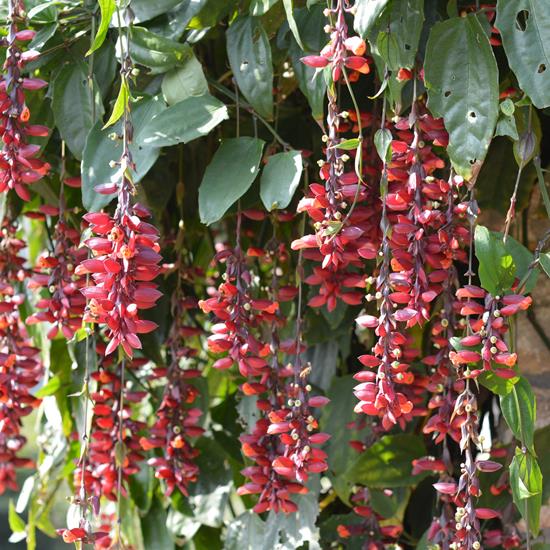 Thunbergia Coccinea - Scarlet Clock Vine Plant