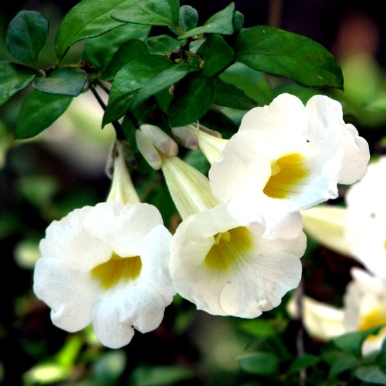 Thunbergia Erecta Alba Plant