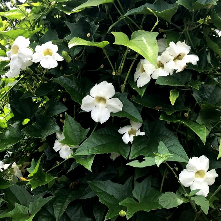 Thunbergia Grandiflora Alata Creeper Plant