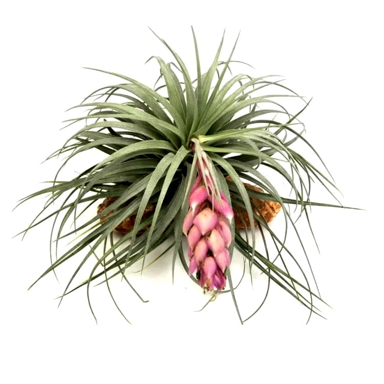 Tillandsia Cotton Candy Air Plant