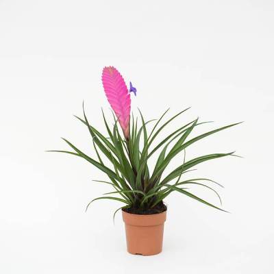 Tillandsia Cyanea Plant