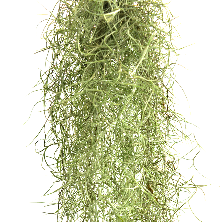 Tillandsia Usneoides - Spanish Moss, Air Plant