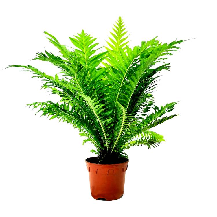 Tree Fern - Dwarf Tree Fern, Blechnum Silver Lady