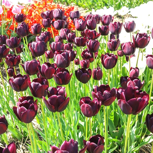 Tulip Bulbs (Black Jack, 3 Bulb)