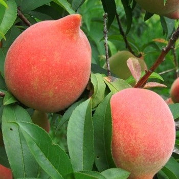 Velvet Apple Plant - Diospyros Discolor, Mabolo Tree