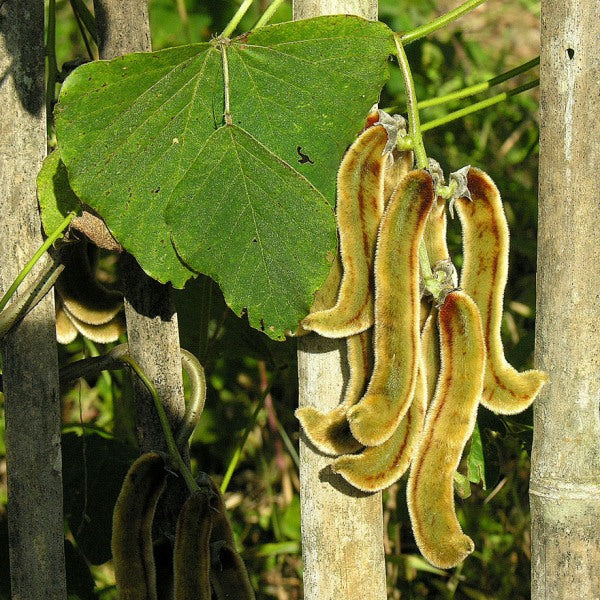 Mucuna Pruriens, Velvet Beans - Seeds (1Kg)