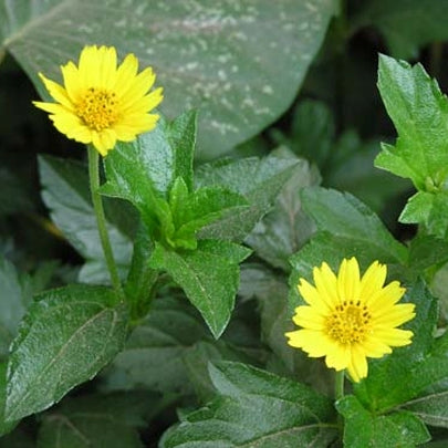 Sphagneticola Trilobata - Wedelia Plant