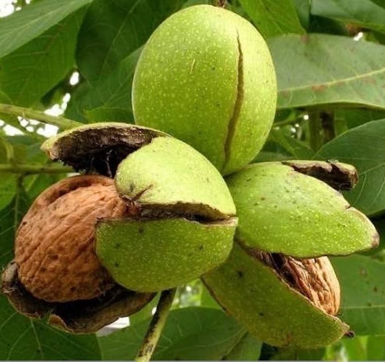 Walnut Plant - Akhrot, Juglans Nigra