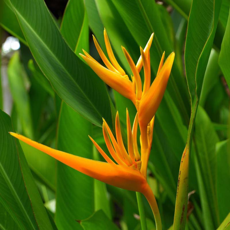 Water Heliconia Yellow Plant