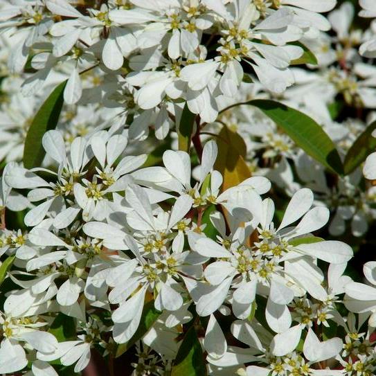 Euphorbia Leucocephala - Christmas Flower, White Lace Euphorbia, Snow Flake