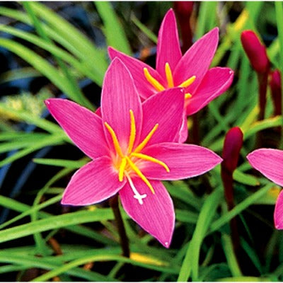 Zephyranthes Bulbs (Pink, 5 Bulb) - Rain Lily Bulbs