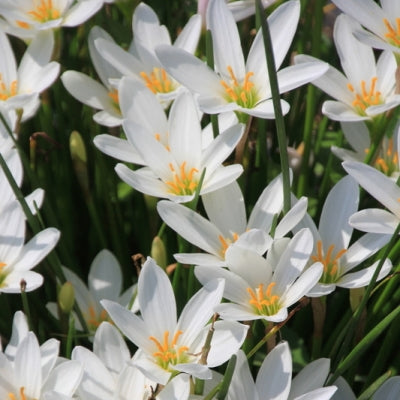 Zephyranthes Bulbs (White, 5 Bulb)