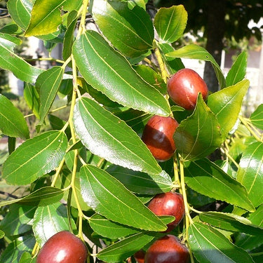 Ziziphus Mauritiana Seeds (1kg)