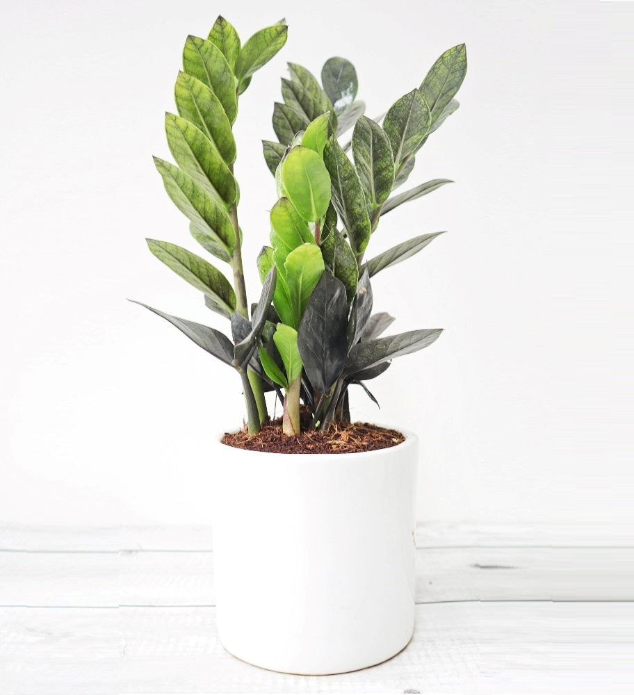 ZZ Plant Black with White Round Ceramic Pot