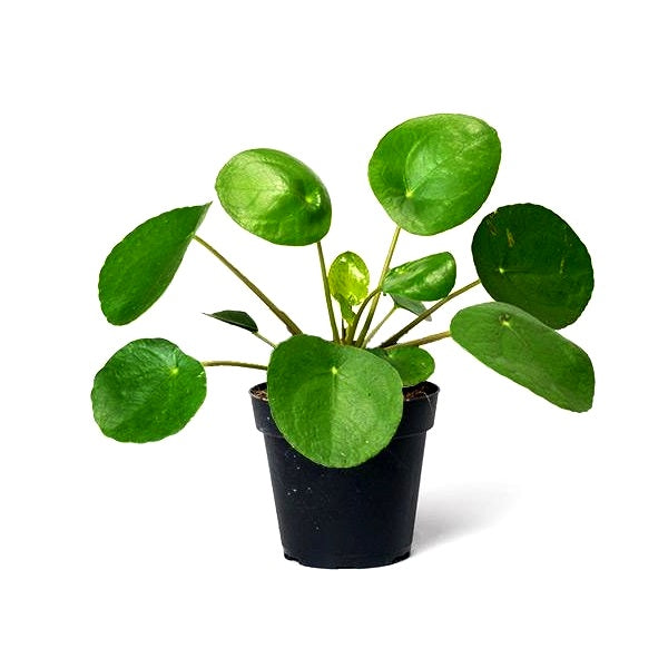 Pilea Peperomeoides Plant - Chinese Money Plant, Pancake plant