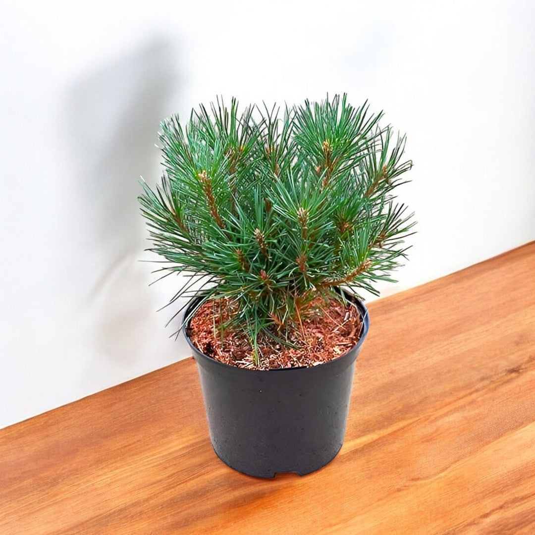 Pine Tree - Chir Pine - चीड़ का पेड़