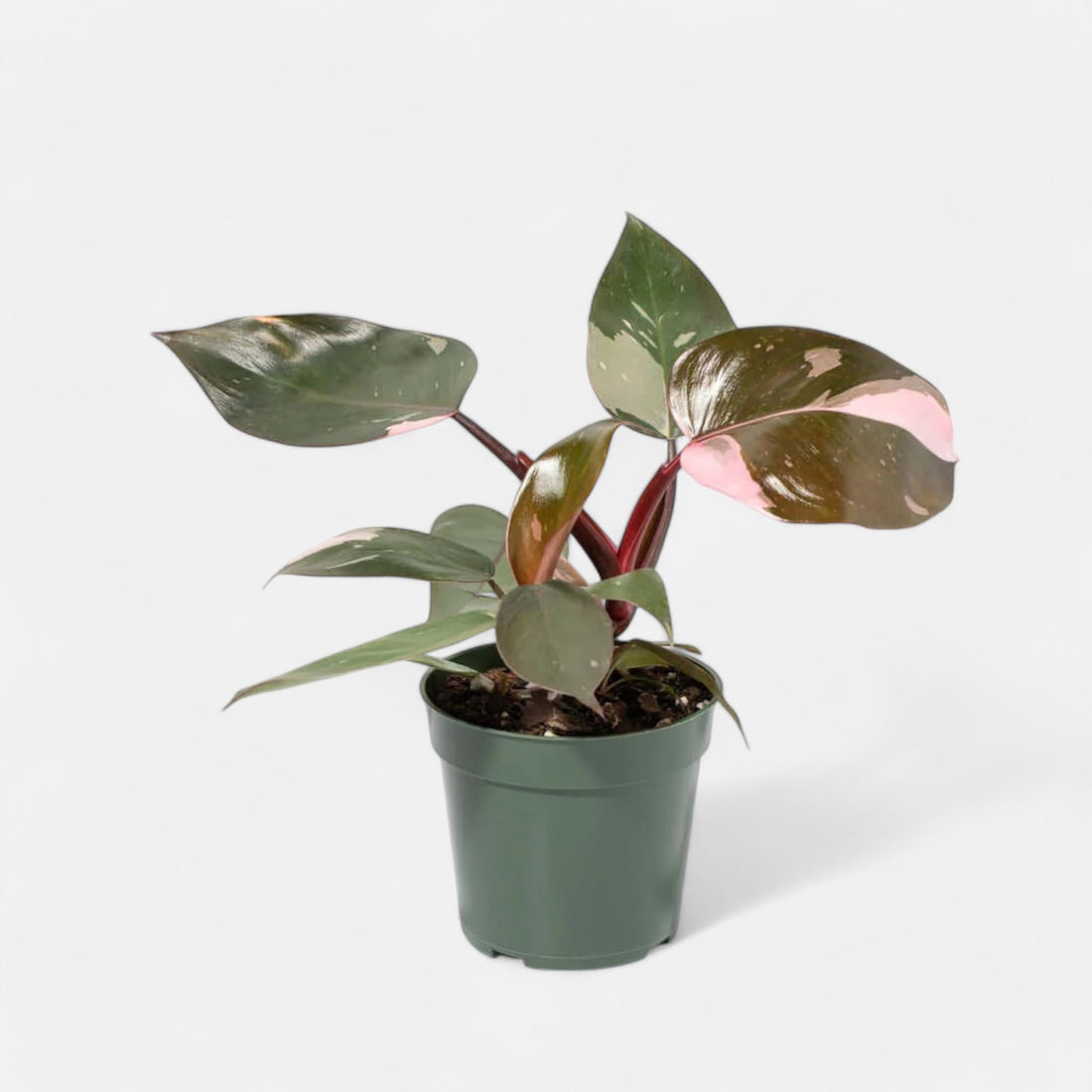 Philodendron Pink Princess Plant