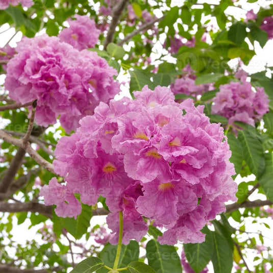 Buy Tabebuia Rosea Plant - Pink trumpet tree online at best price