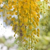 Golden Shower - Cassia Fistula