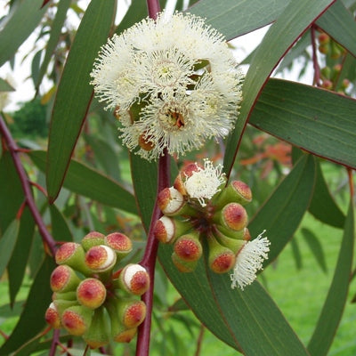 Eucalyptus - Nilgiri, Neelgiri Plant