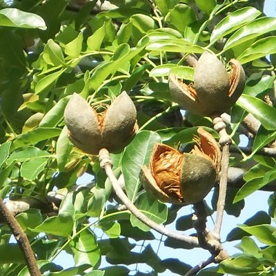 Khaya Senegalensis