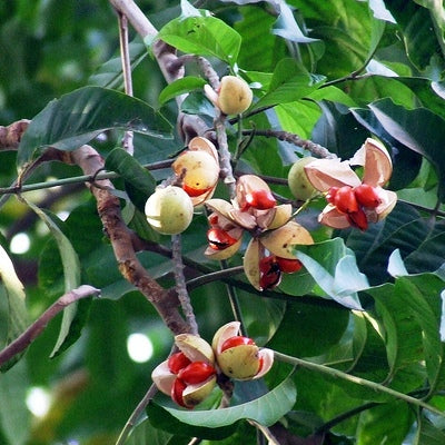 Amoora Rohituka Plant