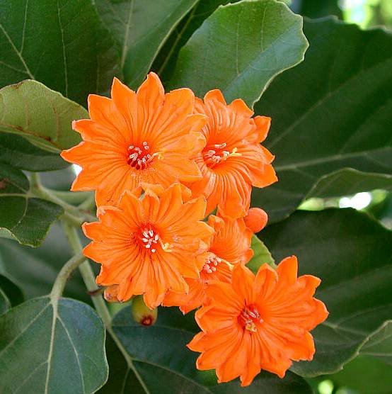 Cordia Dodecandra Plant