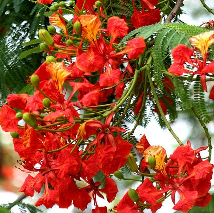 Delonix Regia - Gulmohar Plant