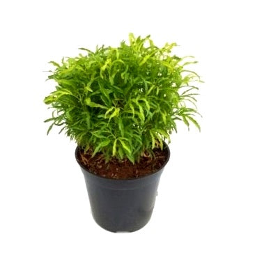 Arelia Green - Aralia Plant, Aralia Golden